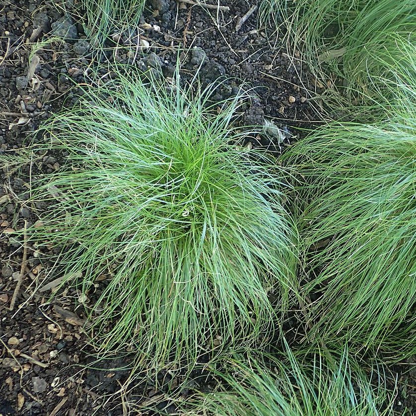 Rosy Sedge - ReSeed Native Plant Nursery