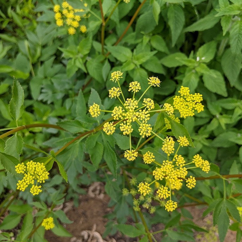 Golden Alexanders - ReSeed Native Plant Nursery