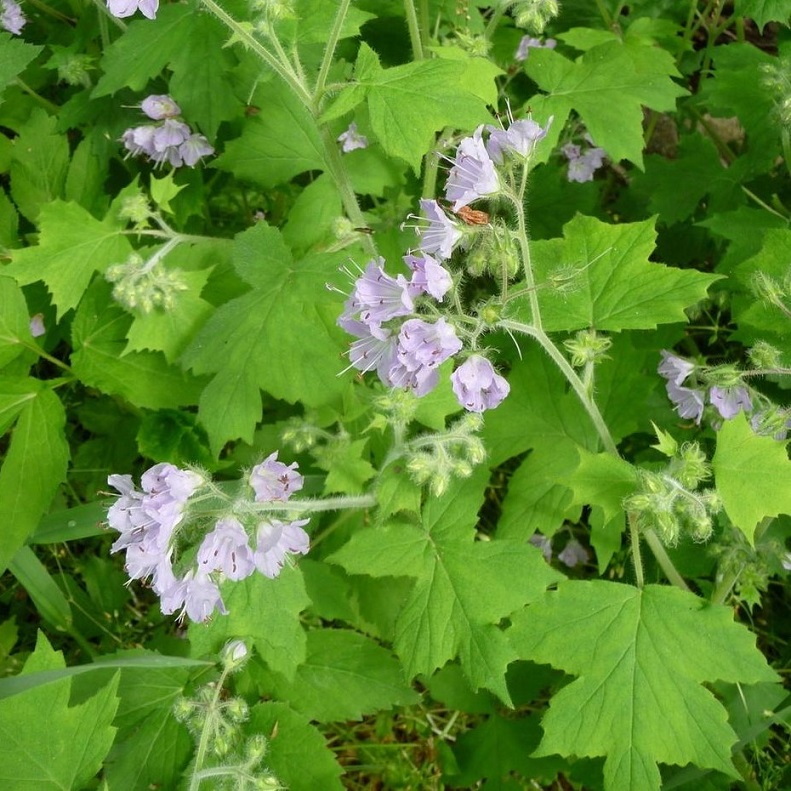 Great Waterleaf - ReSeed Native Plant Nursery