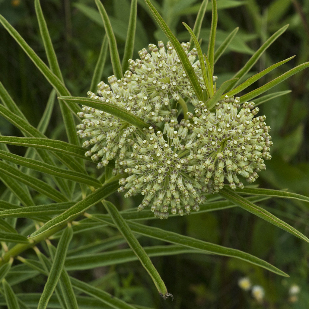 Tall Green Milkweed - ReSeed Native Plant Nursery