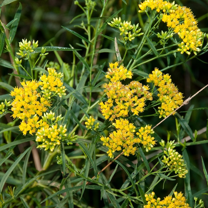 Grass-leaved Goldenrod - ReSeed Native Plant Nursery