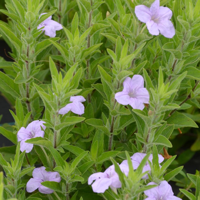 Wild Petunia - ReSeed Native Plant Nursery